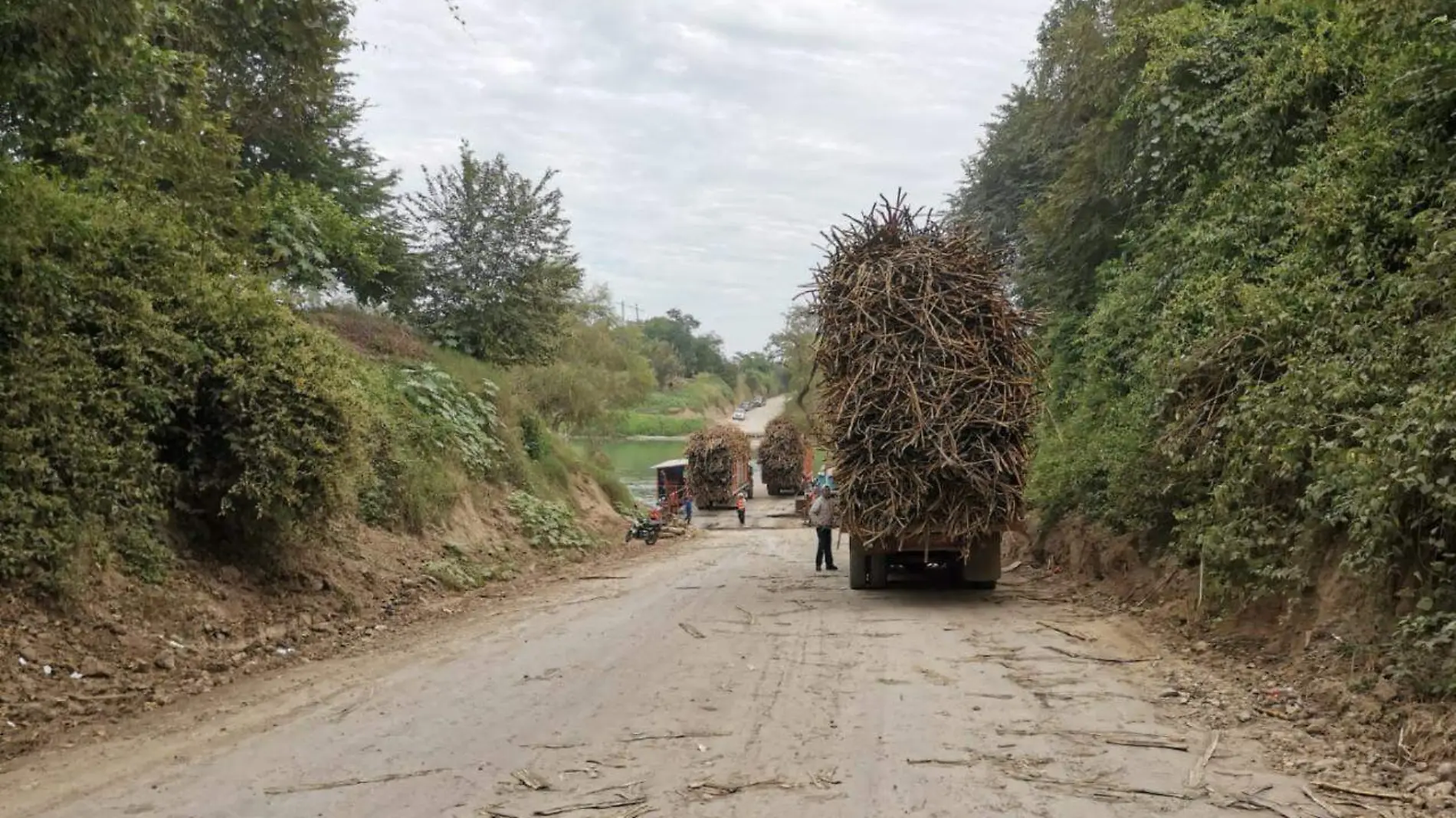 Plagas de mosca pinta y roedores pone en riesgo a sembradíos de caña de azúcar Antonio Campos